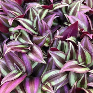 5, 10, 20 Tradescantia Zebrina ROOTED starter plants ~ Purple Plant ~ Live Wandering Jew Plant ~ Perfect for home and office decor.