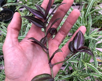 Tradescantia Large cutting’s “ wandering Jew “ Zebrina mini  - Purple plants