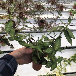 Tradescantia Callisia Elegans in Nursery Pot | Elegant Foliage for Indoor Beauty ~ Striped green wandering jew