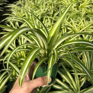 May include: A potted spider plant with long, arching green and white striped leaves. The plant is in a small green plastic pot, held by a hand. Other spider plants are in the background.