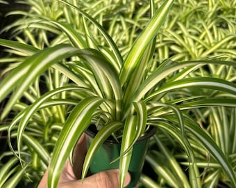 Live Spider plant ~ Reverse variegated ~ Easy houseplant for home garden or office ~ air purifying and easy to grow