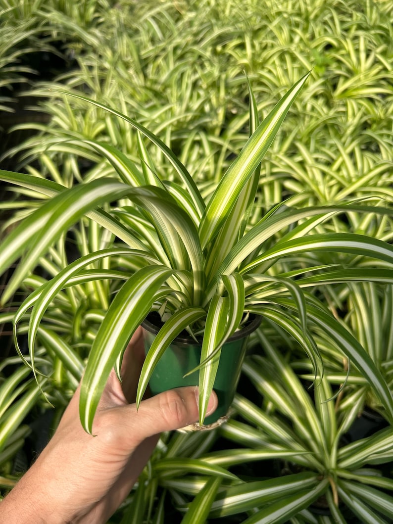 May include: A potted spider plant with long, arching green and white striped leaves. The plant is in a small green plastic pot, held by a hand. Other spider plants are in the background.