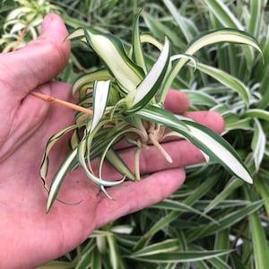 5 Spider plant babies ~ Hawaiian variety ~ bare root ~ variegated spider