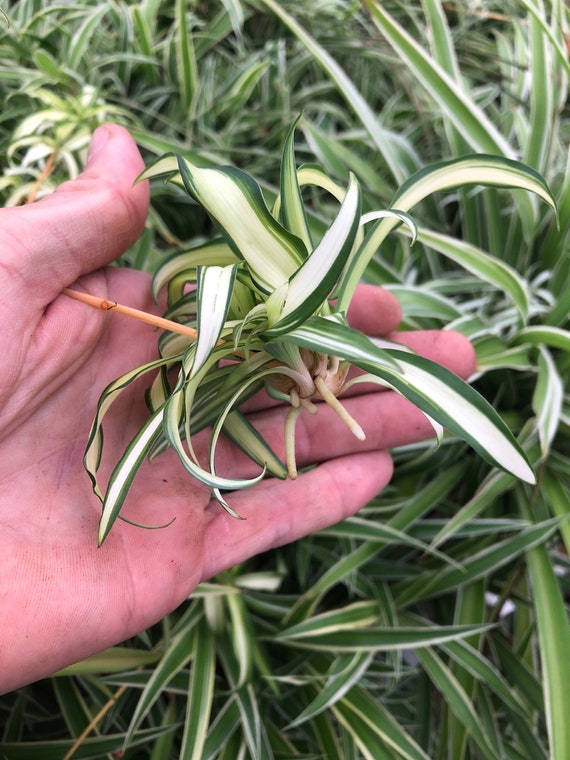 Hawaiian Spider Plant - Live Baby Plants - Ready to plant easy houseplant  for home and office