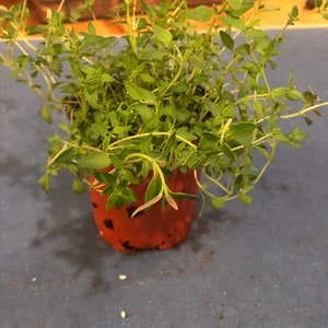 Thyme live plant 4” pot