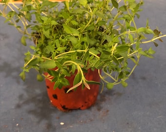 May include: A small potted thyme plant with vibrant green leaves and delicate stems. The plant is in a red pot with black spots, sitting on a blue surface. The image captures the fresh, healthy appearance of the herb, perfect for culinary use.