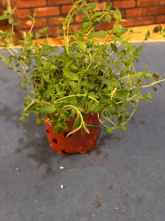 Thyme Live Plant 4 Pot Etsy