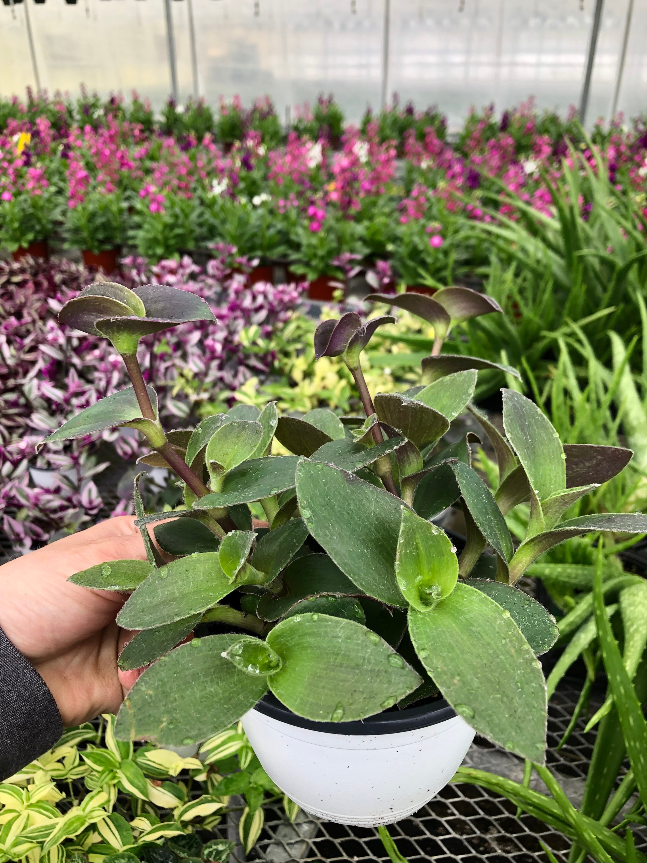 Tradescantia Pallida Green