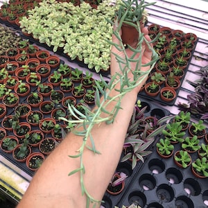 String of bananas ~ easy houseplant ~ banana vine ~ long vines