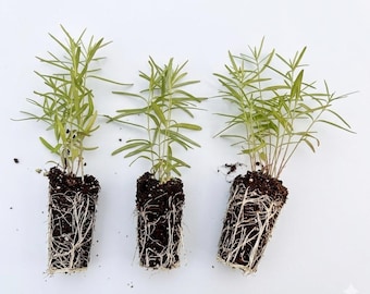 Live Milkweed plants - 3 pack starter plants,  whorled Milkweed. Attracts butterfly and other pollinators. Ready to grow in spring garden