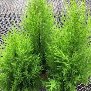 Lemon cypress Lemon scented pine great for home office Garden and yard nice and full 1 2 image 2