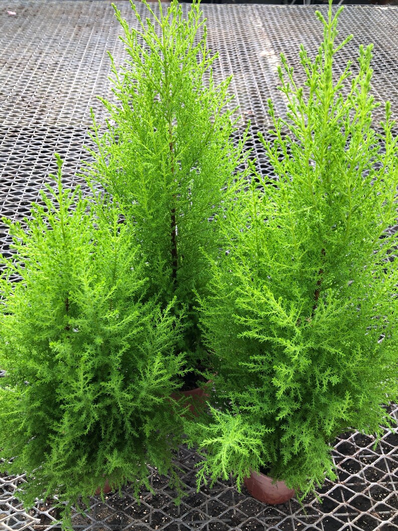 Lemon cypress Lemon scented pine great for home office Garden and yard nice and full 1 2 image 2