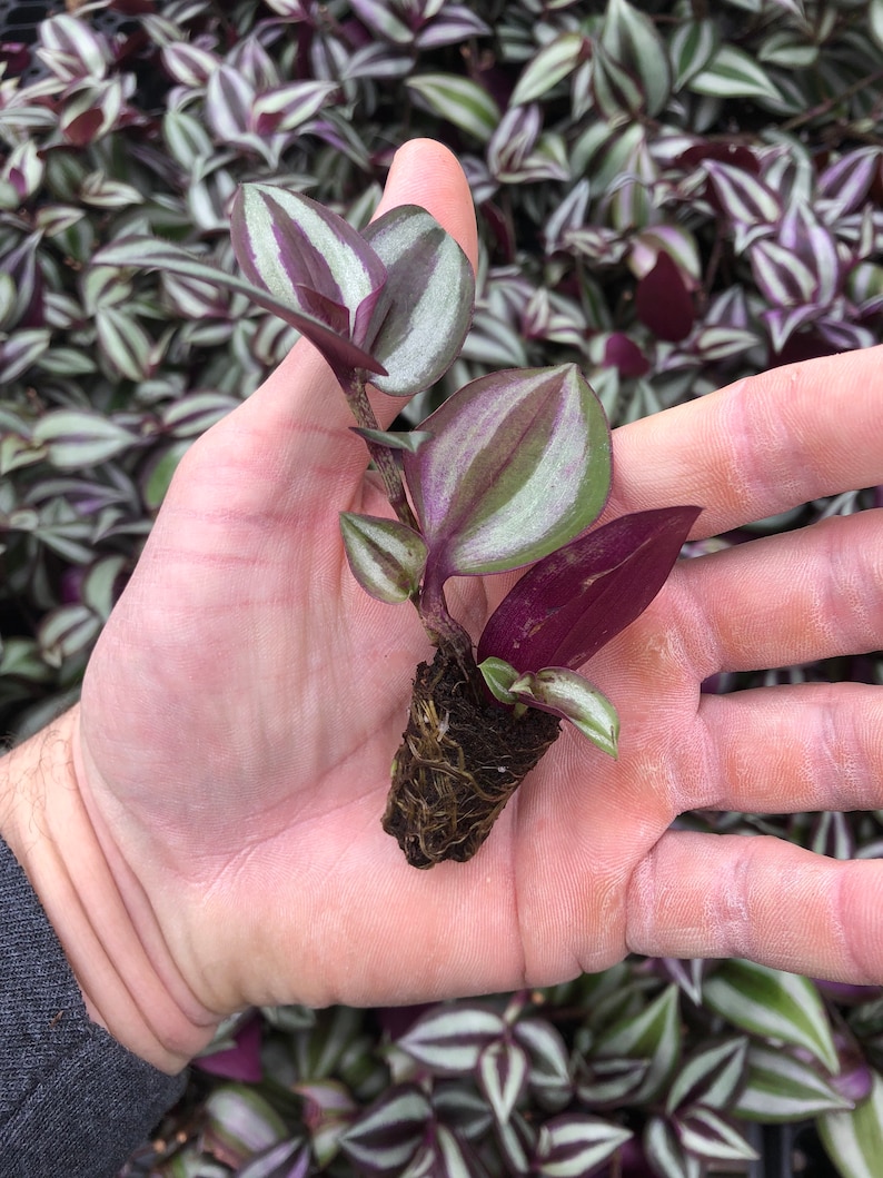 10 ROOTED MIX Tradescantia Zebrina and Tradescantia Tortuga Etsy
