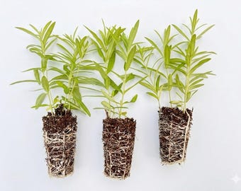 Live Milkweed plants - 3 pack starter plants,  pleurisy root. Attracts butterfly and other pollinators. Ready to grow in spring garden