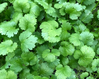 Fresh Cilantro Starter Plants ~ Healthy Herb Seedlings for Home Gardeners ~ 5,10,20 pieces ~ Healthy and fully rooted ~ Ready to plant