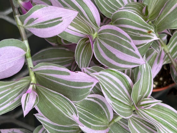 Tradescantia Flumensis Lavender ~ wandering Jew Live Plant - Vibrant pink Foilage ~ easy and low care houseplant, air purifier, Variegated
