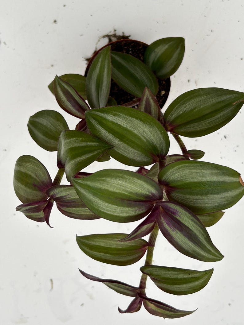 August Breeze Farm Tradescantia Zebrina