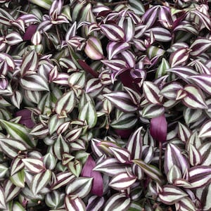 10 ROOTED MIX Tradescantia Zebrina and tradescantia Pink Princess Wandering Jew.  5 each