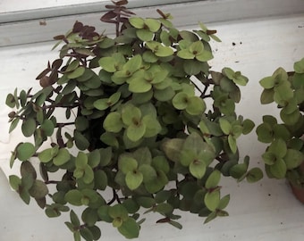 Tradescantia dwarf Bolivian gold live plant wandering jew