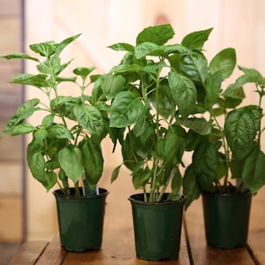 May include: Three potted green basil plants in dark green pots. The plants are in focus and the background is blurred.
