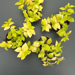 May include: Overhead view of several small potted plants with vibrant yellow and green leaves. The plants are arranged on a dark gray surface, showcasing their bright colors. The leaves have a variegated pattern, adding visual interest.