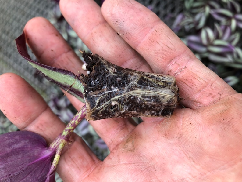 K&ouml;nnte beinhalten: Nahaufnahme einer Pflanze mit violetten und gr&uuml;nen Bl&auml;ttern und einem Wurzelballen. Der Wurzelballen ist mit Erde bedeckt und hat viele wei&szlig;e Wurzeln.