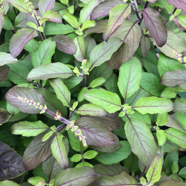 Krishna tulsi ~ purple stem holy basil seeds ~ 350+ seeds. Ocimum Sanctum