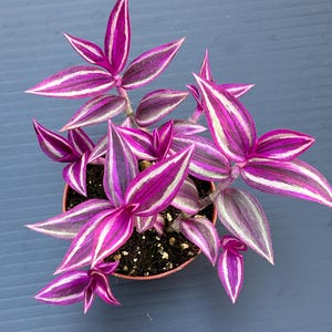 Tradescantia Pink Paradise ~ wandering Jew Live Plant - Vibrant pink Foilage  ~ easy and low maintenance houseplant, air purifier, Pest Free