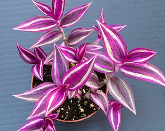 Tradescantia Pink Paradise ~ Planta viva judía errante - Follaje rosa vibrante ~ planta de interior de fácil y bajo mantenimiento, purificadora de aire, libre de plagas