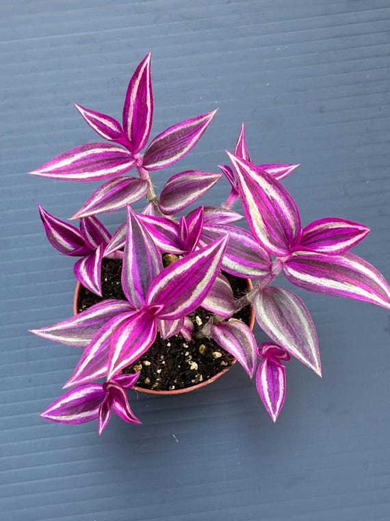 Tradescantia Pink Paradise ~ wandering Jew Live Plant - Vibrant pink Foilage ~ easy and low maintenance houseplant, air purifier, Pest Free
