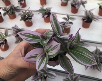 Tradescantia Bubblegum Nanouk Lilac Plant, Rare Tradescantia,  Rare Pink Wandering Jew  Easy care hardy indoor houseplant