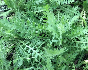 Yarrow live plant ~live herb medicinal ~ Perrenial plant
