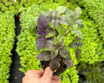 Purple Thai Basil live plant ~ great pesto basil ~ ready for spring garden