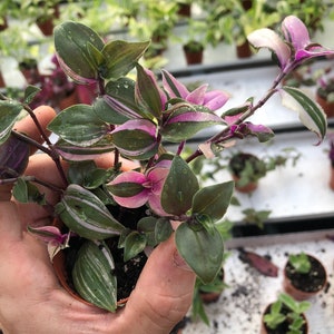 May include: A close-up of a small potted plant with green, pink, and white variegated leaves. The plant is held in a person's hand. Other potted plants are visible in the background, suggesting a nursery or greenhouse setting.