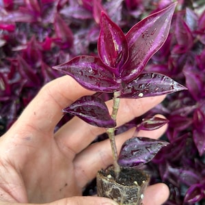 5, 10, 20 Tradescantia Zebrina ROOTED starter plants ~ Purple Plant ~ Live Wandering Jew Plant ~ Perfect for home and office decor. Bild 6
