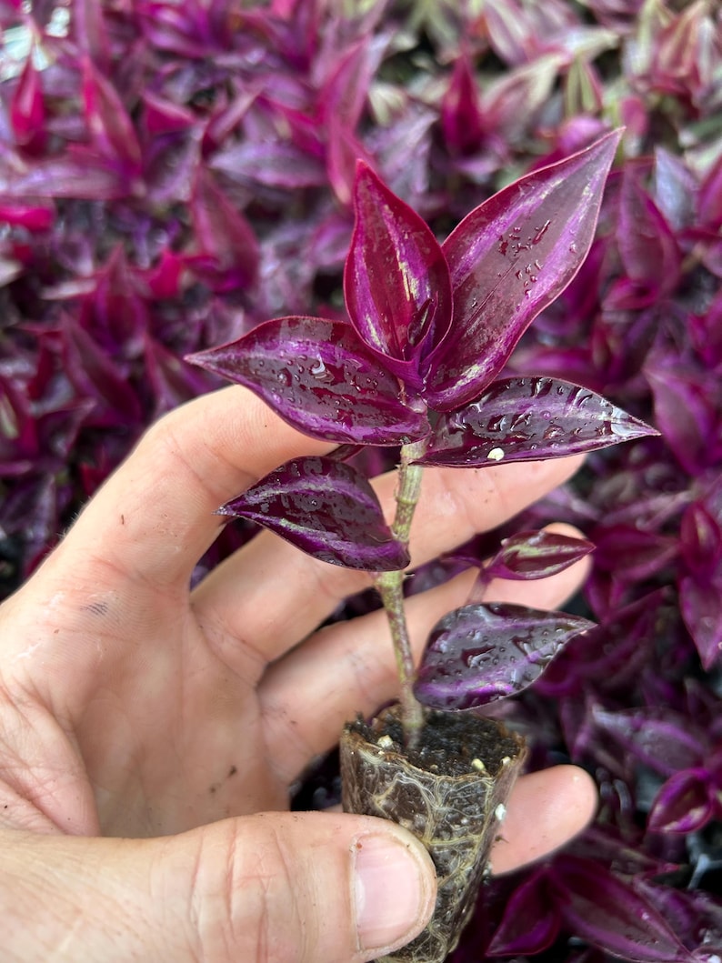 5, 10, 20 Tradescantia Zebrina ROOTED starter plants ~ Purple Plant ~ Live Wandering Jew Plant ~ Perfect for home and office decor. Bild 6