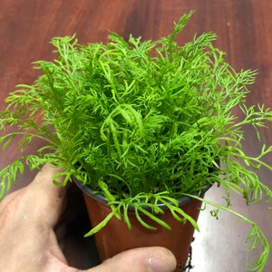 German chamomile live plant.