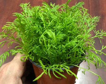 German chamomile live plant.