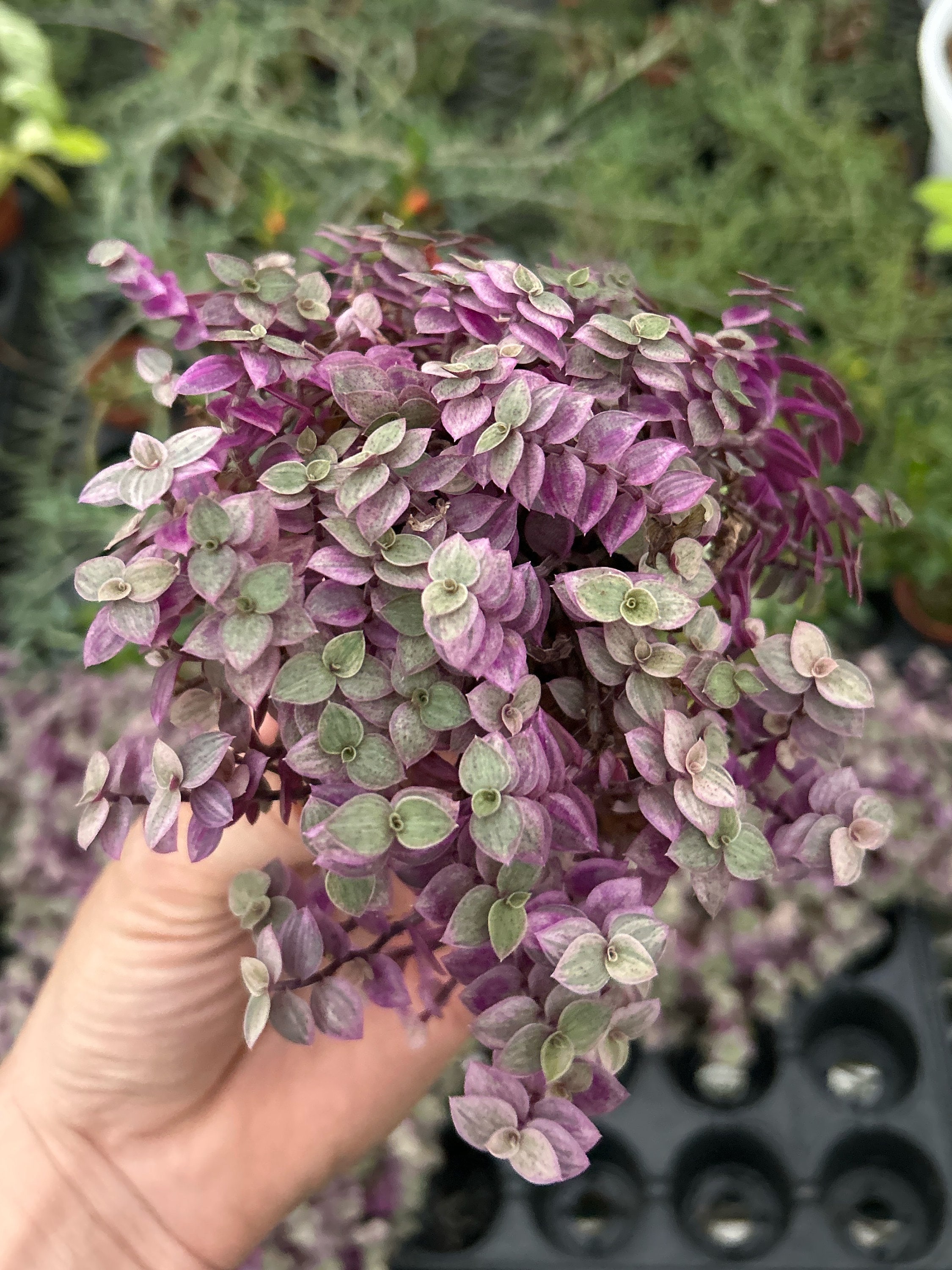 Tradescantia Pink Lady - Live Houseplant - Callisia Repens - Pink