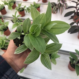 Tradescantia Sanna Live Plant - 2.5" Pot | Vibrant and Easy to Grow