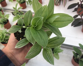 Tradescantia Sanna Live Plant - 2.5" Pot | Vibrant and Easy to Grow