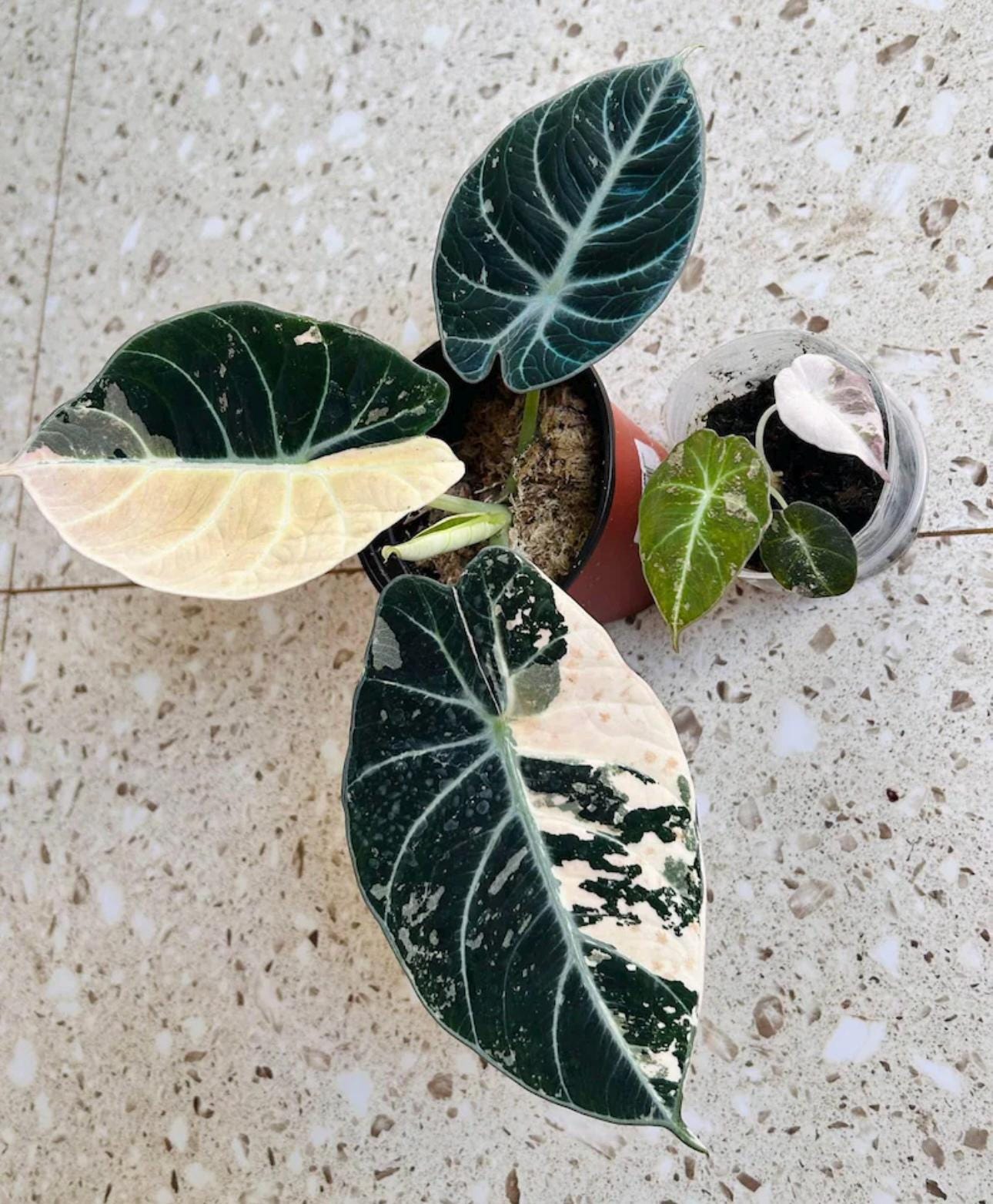 Alocasia Black Velvet Pink Variegated Corm - Etsy