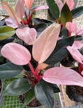 Philodendron Pink Congo Variegated - Rare High Variegation Full Plant ALL Pink Rare One product logo