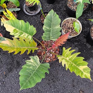 Caramel marble philodendron - Etsy 日本