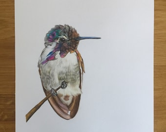 Hummingbird original colour pencil drawing.