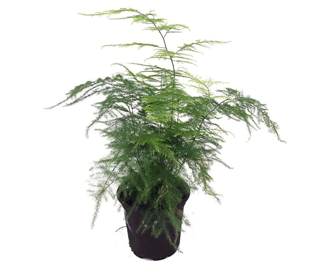 Asparagus Fern Asparagus Plumosa Live Plant Available in Etsy