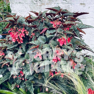 Begonia  'Argenteo-guttata' Angel Wing Begonia 4" Pot