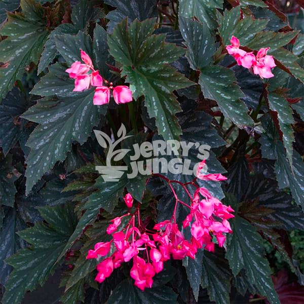 Weeping Begonia Etsy
