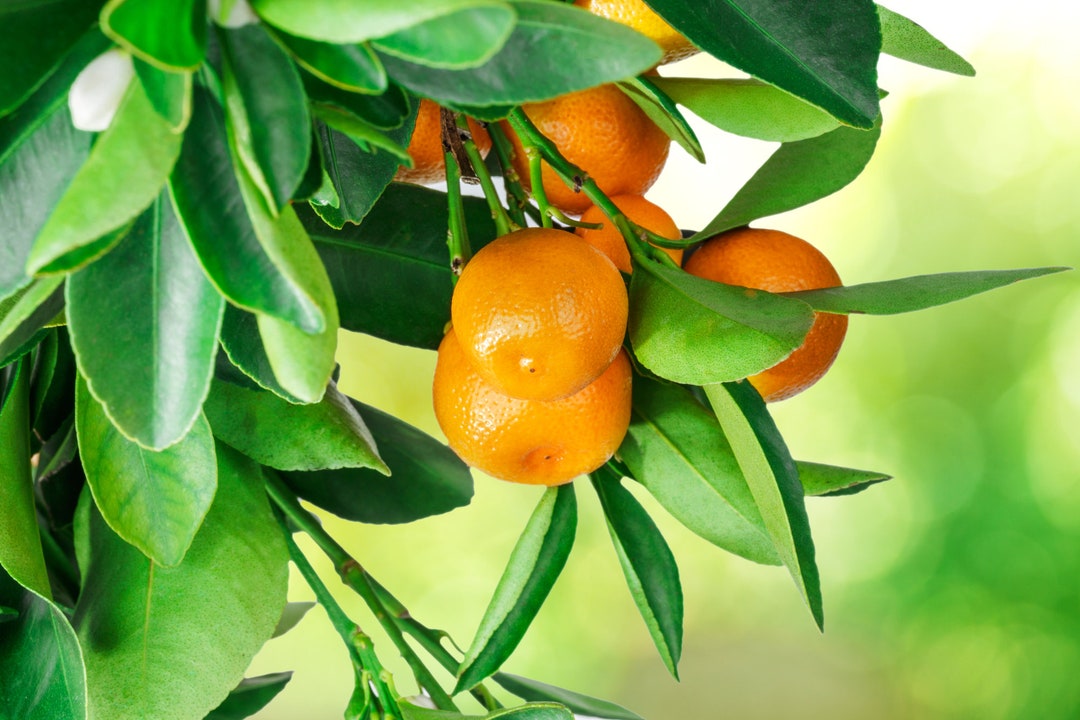 Kimbrough Satsuma Mandarin Tree Etsy