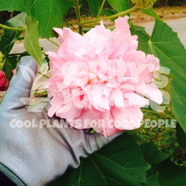 Hibiscus mutabilis ‘Flora Plena Double’ Confederate Rose Mallow